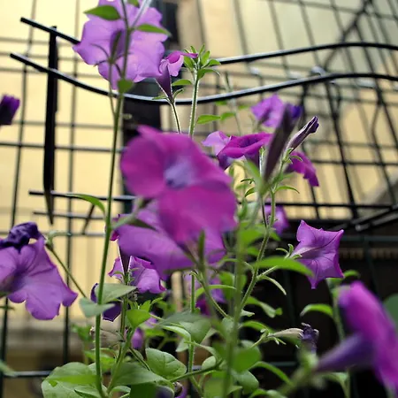 מלון דירות Eastncool איסטמבול